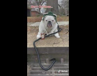 Chubby white bulldog in outfit on sidewalk