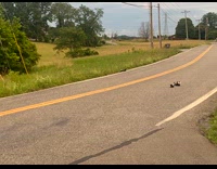 Baby skunks crossing the road 