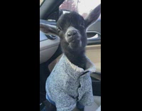 Black goat on passenger seat eating a snack