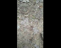 Small bugs follow attack black ant ground 