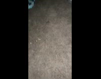 Woman sees small crab crawling on bedroom 