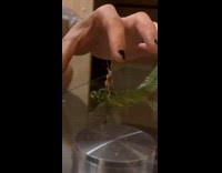 Guy try to bait finger to praying mantis
