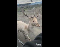 Girl in car offers deer slice of bread 
