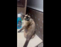 Cat grooms fur touched by hooman