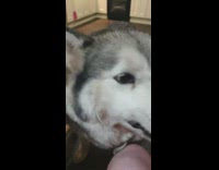 Grey husky eating brown treats