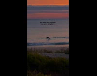 Seas and dolphins sunrise beach