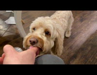 Dog licks mouth after it eats wasabi