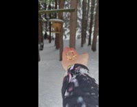 Birds landed on filmers hand for food