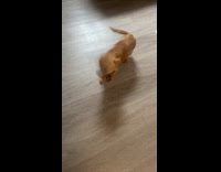 Dog runs back and forth from hooman 