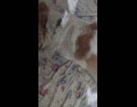 Brown chihuahua dog digs rubs body bed 