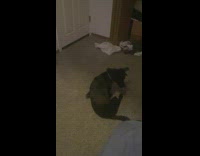 Black dog spin chase own tail room