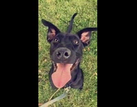 Black dog with his tongue out looks up at owner, wags tail 