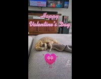 Lizard bites and humps grey sock