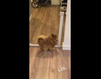 Dachshund puppy barks growls at brown dog 
