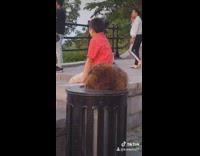 Collab BitchMP - Brown raccoon takes food out of black trash can 