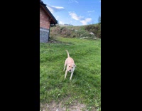 Dog run around almost hit groin of guy