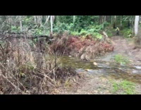 Guy tries to ride bicycle through creek