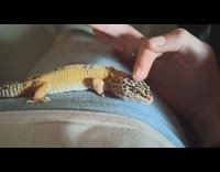 Leopard gecko likes to get head pats