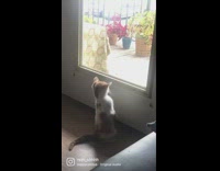 Kitten does weird funny things