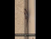 Gecko lizard reptile jumps off wall girl 