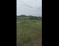 Grey dog runs herds brown goats grass 