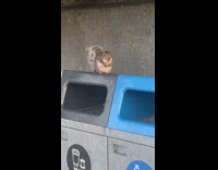 Squirrel munching fries sitting on trash can