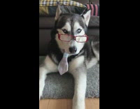 Husky dog wears red glasses blue tie 