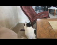 Collab DailyDoseOfInternet - Cat meows in front of the wall near the table