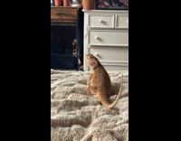 Bearded dragon shows attitude to its owner