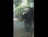Gorilla annoyed at people kick glass zoo