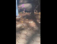 Woman walk her pig at day around new york 