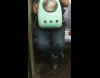 Small white poodle sits inside blue dog carrier backpack on subway train