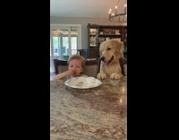 Dog Tries to Lick Plate Next to Kid 