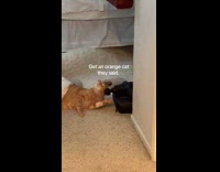 Collab Clips MPUGC - Orange cat scratching head massage gun