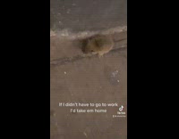 Guy pets small grey rat mouse in subway with finger 