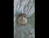 Round brown white hamster sits upright 