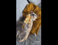 Brown french bulldog dog blue collar sunglasses