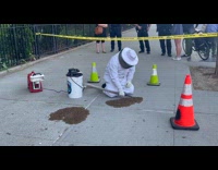 Bee keeper collect bees on ground with hose
