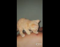 Cat plays with and bites mans nipple
