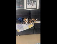 Dog lie down weird position on couch