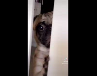 Jealous pug watches owner pet other dog behind stair 