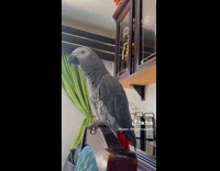 Gray Feathered Parrot Responses to Questions Told