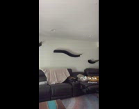 Woman holding up giant cat in arms 