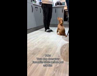Dog does tricks before asked