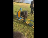 Black dog tries to cross over poles