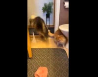 Cat got scared of brush in bathroom