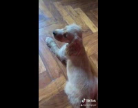 Small brown puppy dog bored in house 