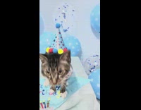 Cat wears birthday hat 