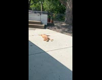 Dog look at goose on the others side of fence