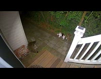 Stray cat and a wild raccoon meets on the side of the house